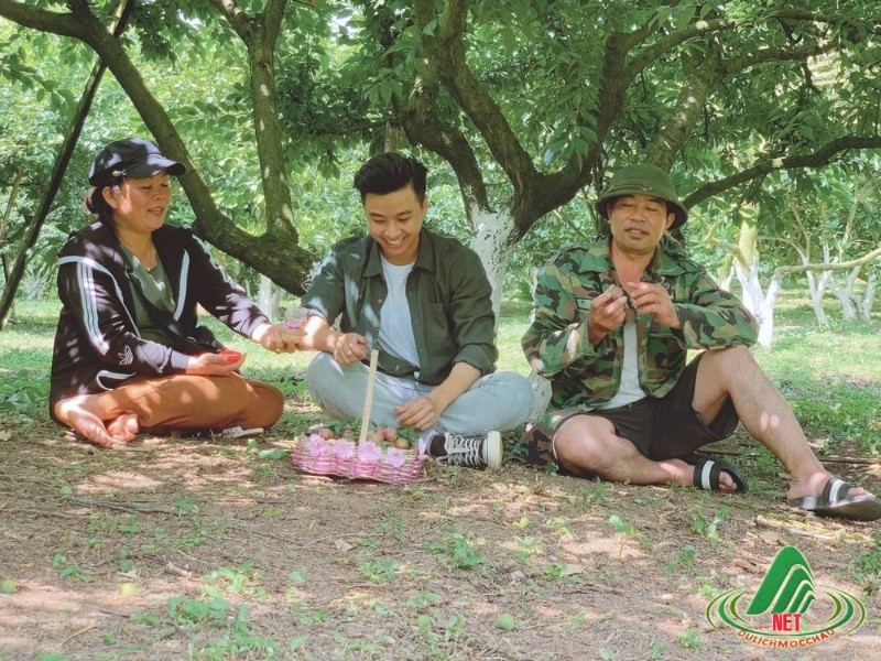 Mộc Châu: 4 điểm hái mận thay thế thung lũng mận Nà Ka bạn nên biết