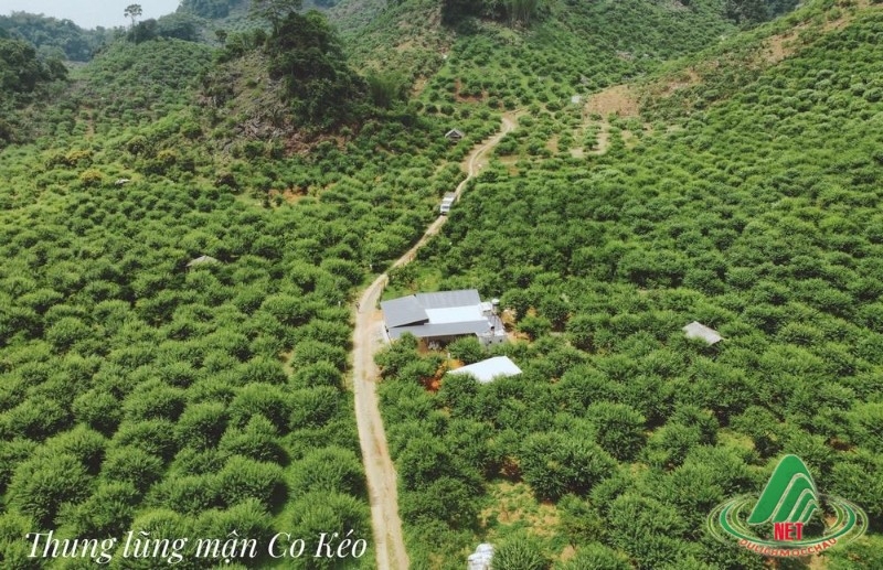 Mộc Châu: 4 điểm hái mận thay thế thung lũng mận Nà Ka bạn nên biết