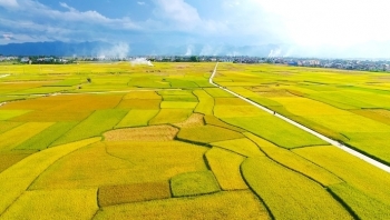 Mùa vàng trên cánh đồng Mường Thanh