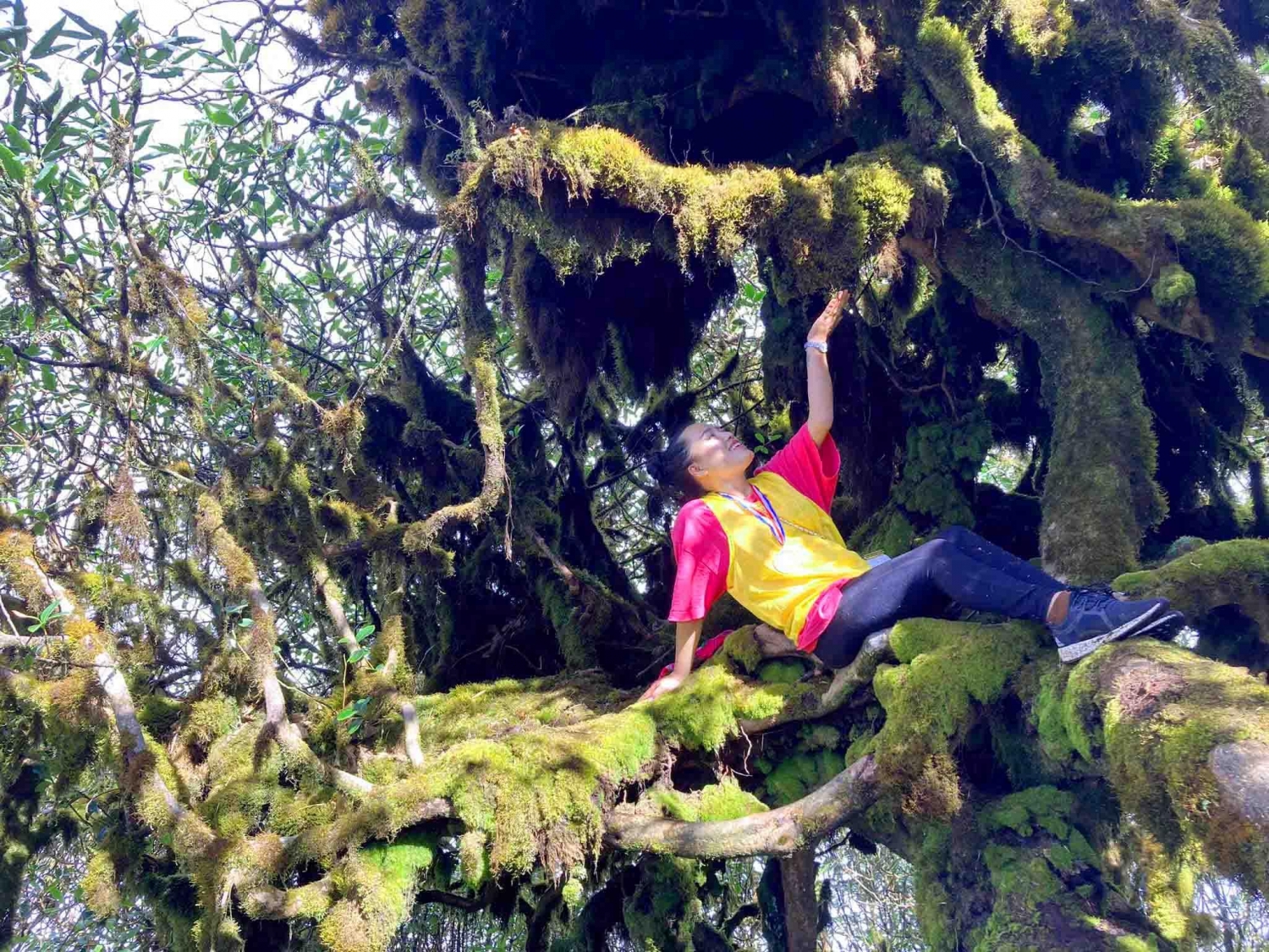 Trekking Tả Liên Sơn - Khám phá khu rừng cổ tích