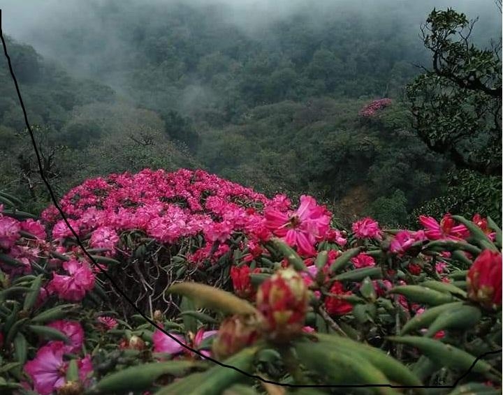 Trekking Tả Liên Sơn - Khám phá khu rừng cổ tích