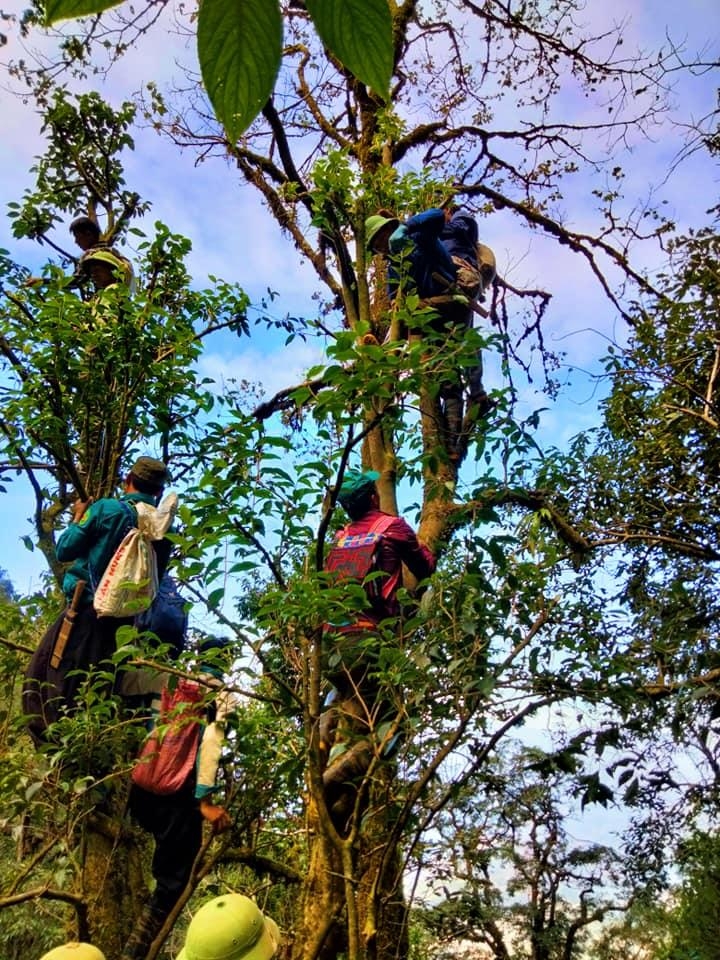 Trekking Tả Liên Sơn - Khám phá khu rừng cổ tích
