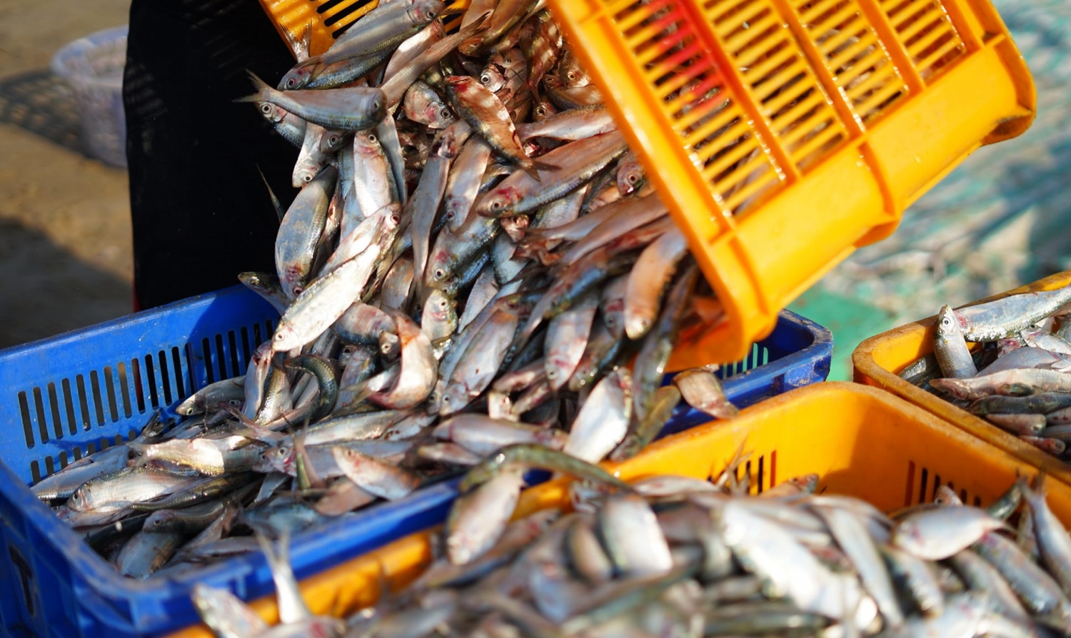 Những vòng quay đời lộng Những vòng quay đời lộng