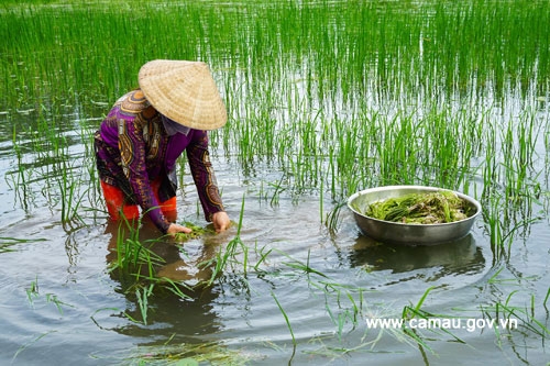 Hẹ nước - Món rau đồng miệt U Minh
