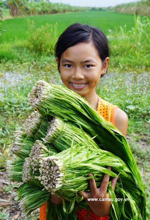 Hẹ nước - Món rau đồng miệt U Minh