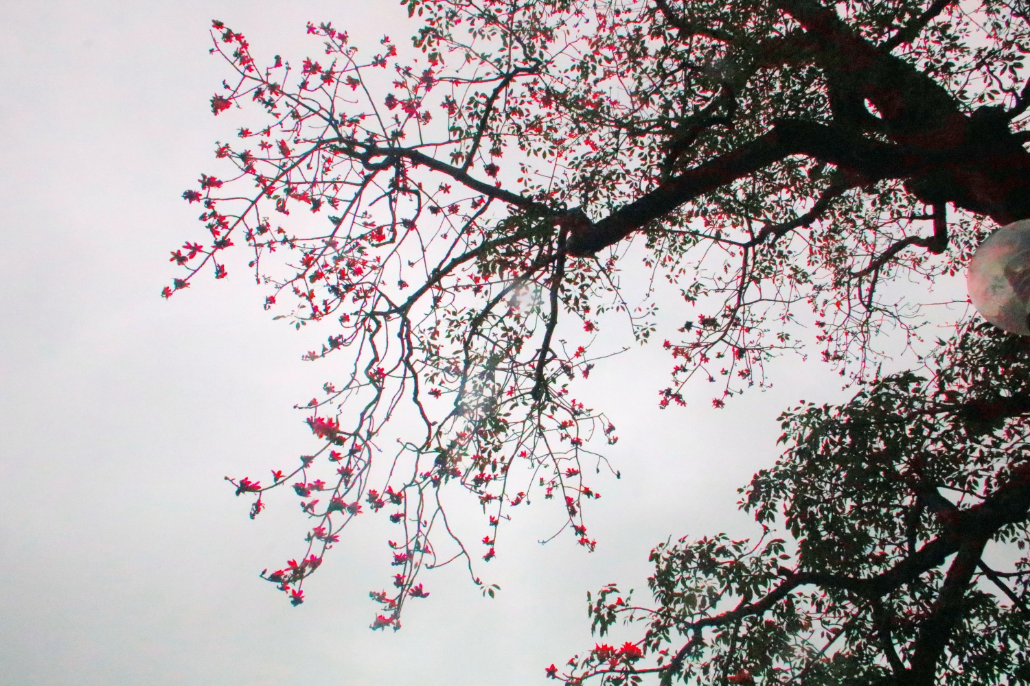 Cây Gạo Hồ Hoàn Kiếm