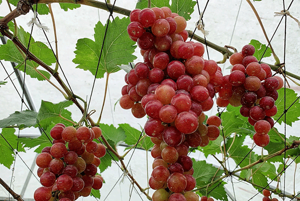 Thực nghiệm trồng nho sạch ở Cần Thơ