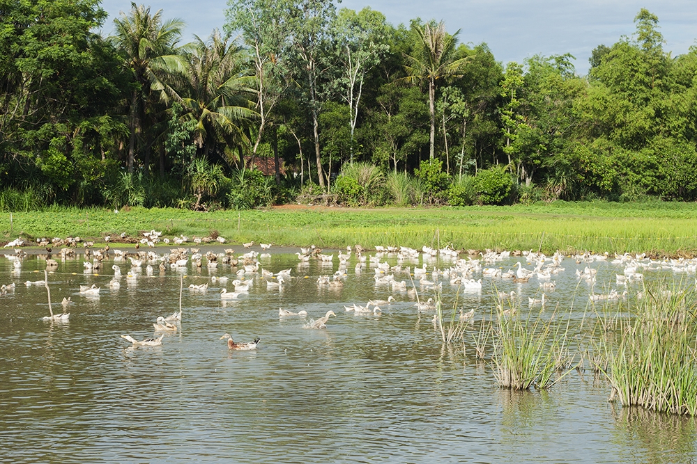 Đầm Trà Ổ tĩnh lặng một sớm mai