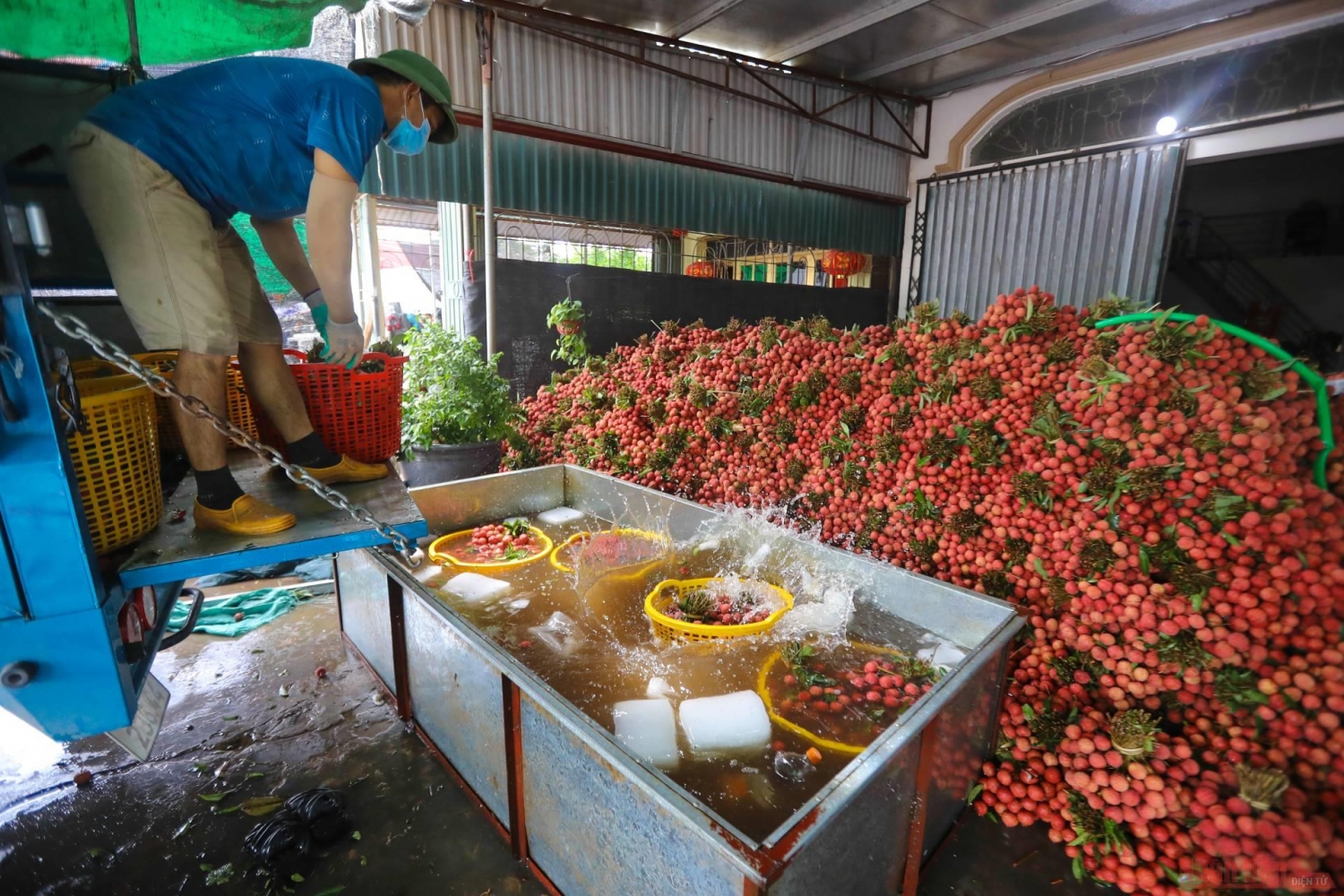 Rực rỡ sắc đỏ tại &quot;vương quốc&quot; vải thiều Bắc Giang