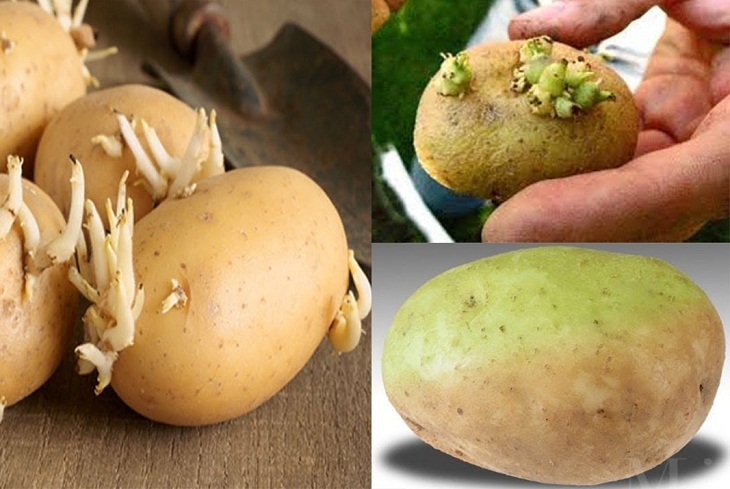Cảnh giác với những chất độc tự nhiên có trong thực phẩm