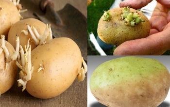 Cảnh giác với những chất độc tự nhiên có trong thực phẩm