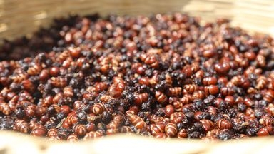 song lau song khoe hon nho an kien