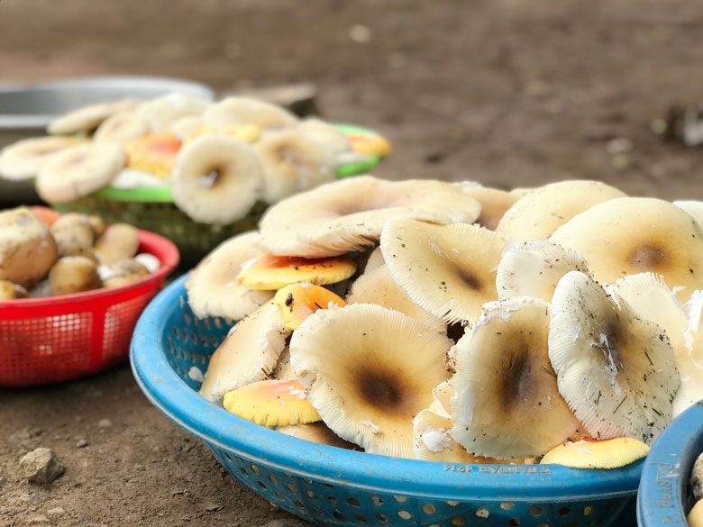 Niềm vui hái nấm rừng thông