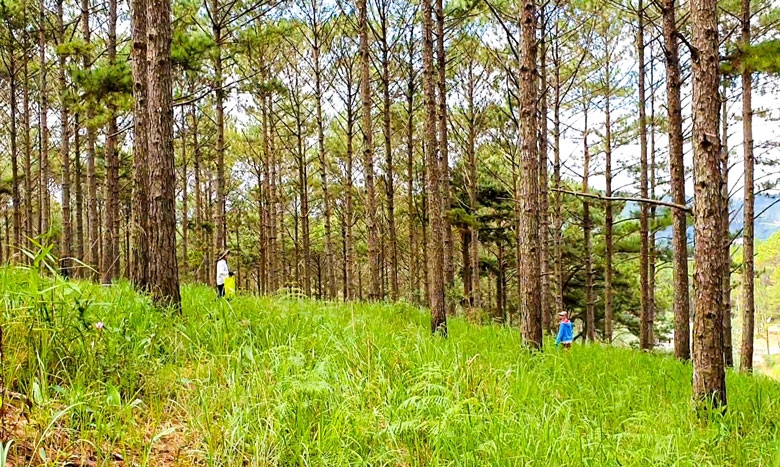 Niềm vui hái nấm rừng thông