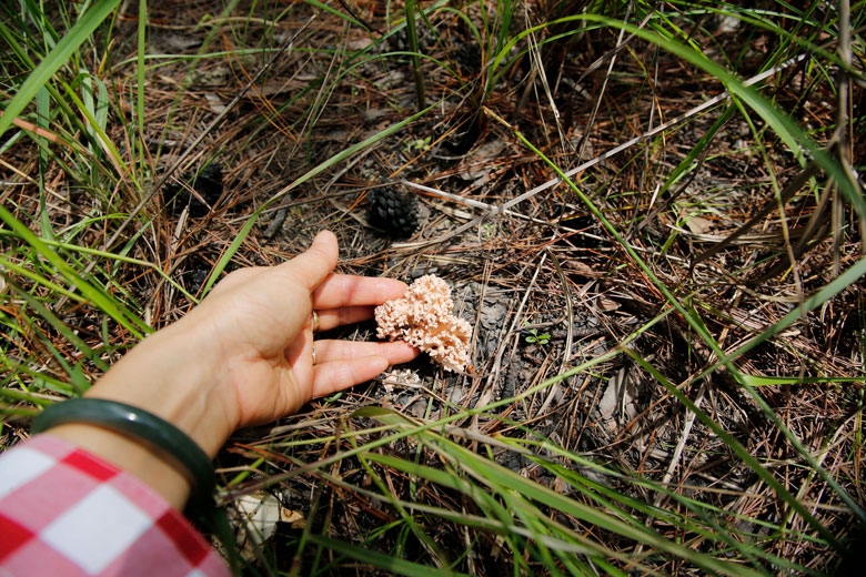 Niềm vui hái nấm rừng thông