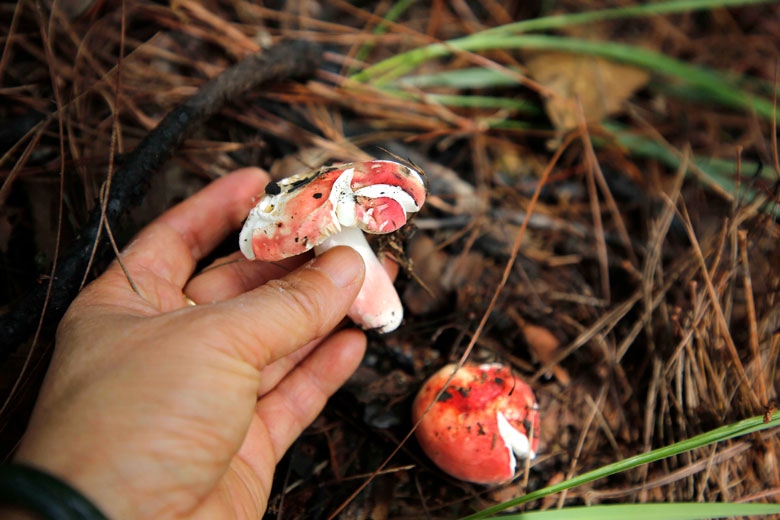 Niềm vui hái nấm rừng thông