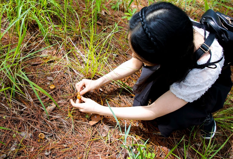 Niềm vui hái nấm rừng thông