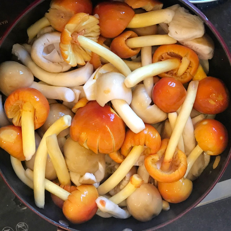 Niềm vui hái nấm rừng thông