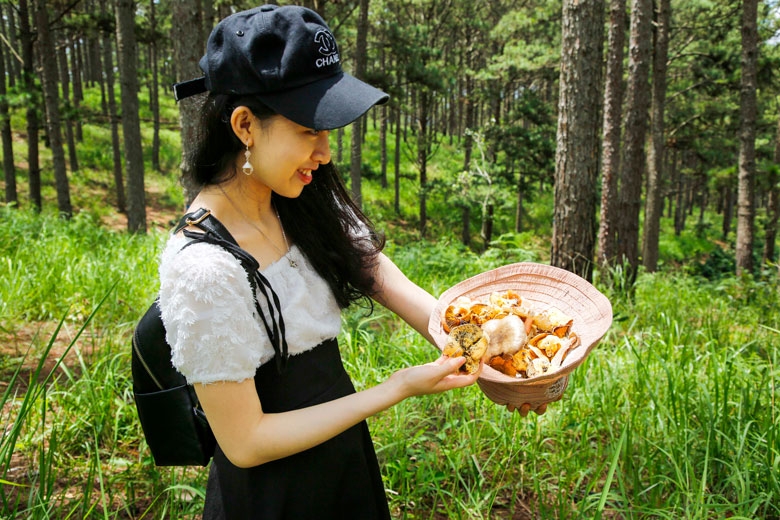 Niềm vui hái nấm rừng thông