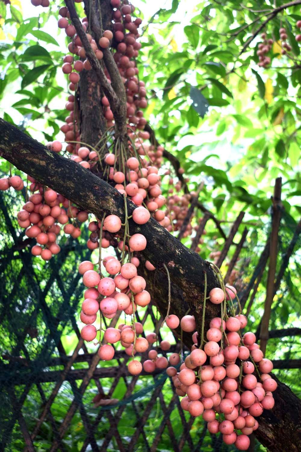 Mùa hè ở Quảng An