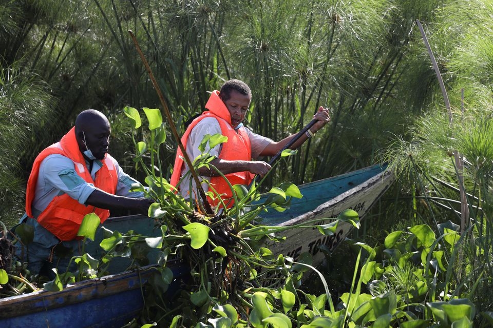 Kenya biến bèo lục bình thành nhiên liệu sinh học để nấu ăn