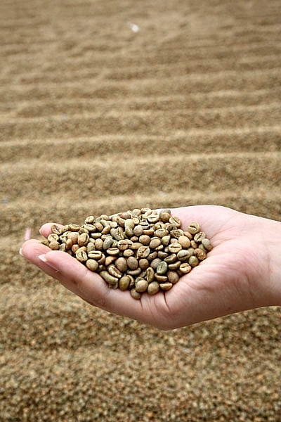 Trải nghiệm cà phê đặc sản bên thác Voi