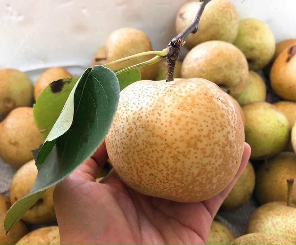 Mùa lê vùng cao nguyên trắng Bắc Hà