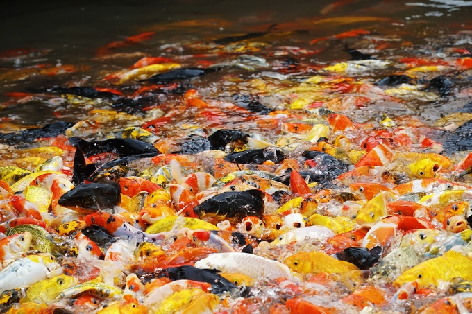 Nơi chân du khách không bao giờ chạm đất ở Cần Thơ noi chan du khach khong bao gio cham dat o can tho