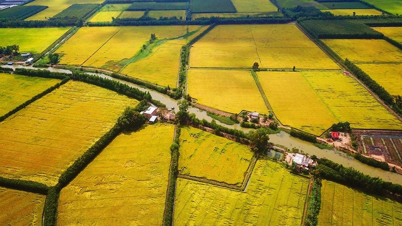 ngam nhung dong lua chin vang dep nhu tranh ve o long an