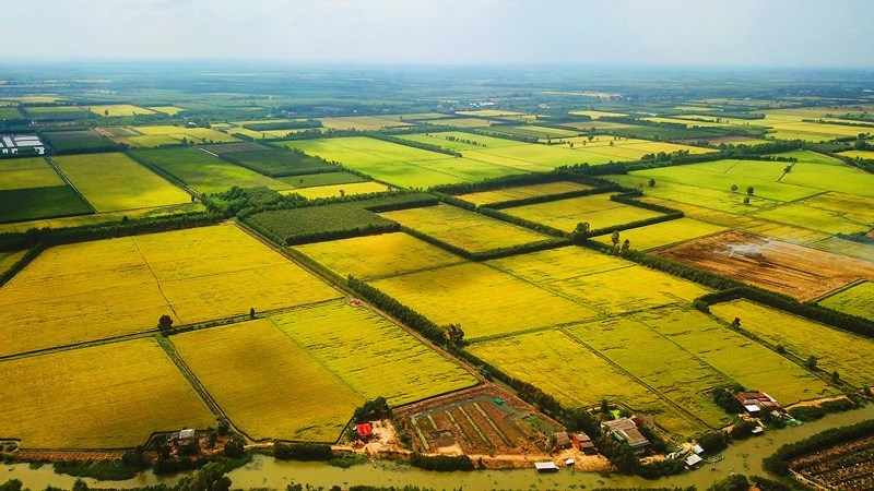 ngam nhung dong lua chin vang dep nhu tranh ve o long an