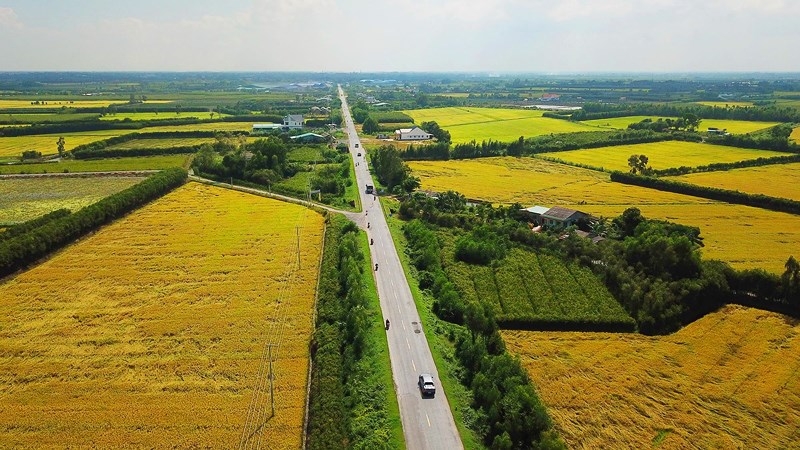 ngam nhung dong lua chin vang dep nhu tranh ve o long an