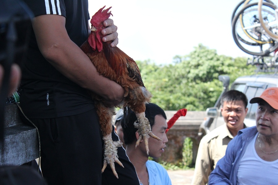Gà Sáu Cựa Mẫu Sơn- Sản Vật Trong Truyện Cổ Giữa Đời Thực. ga sau cua mau son san vat trong truyen co giua doi thuc