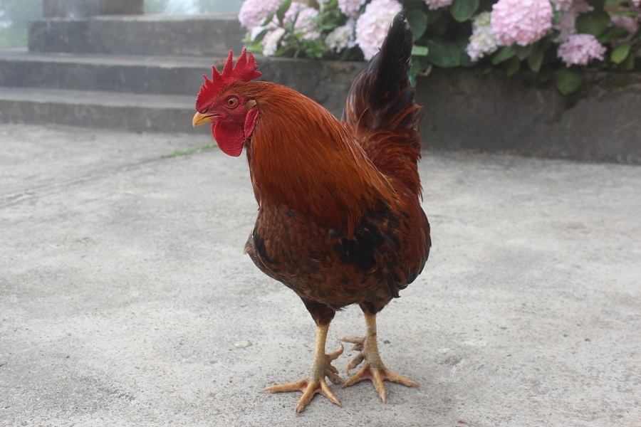 Gà Sáu Cựa Mẫu Sơn- Sản Vật Trong Truyện Cổ Giữa Đời Thực. ga sau cua mau son san vat trong truyen co giua doi thuc