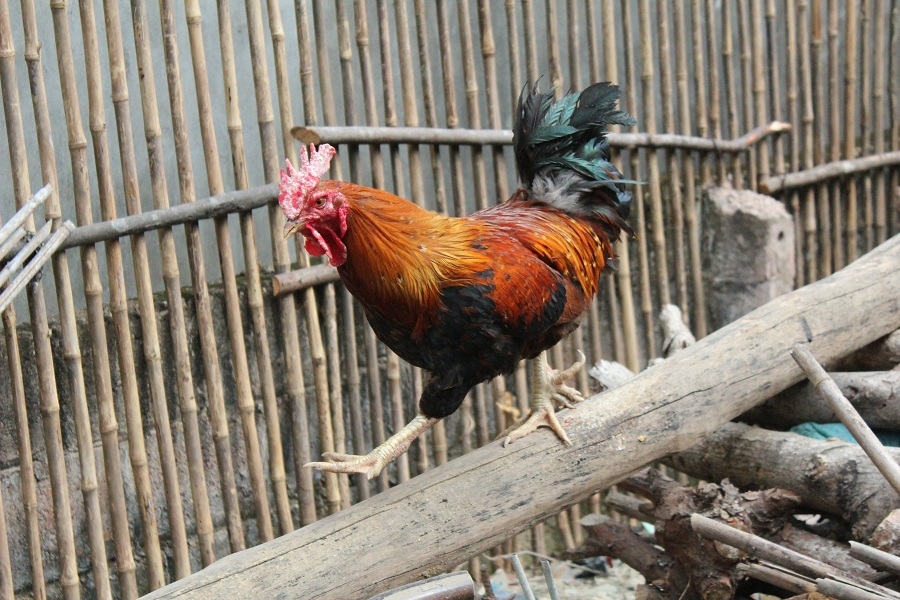 Gà Sáu Cựa Mẫu Sơn- Sản Vật Trong Truyện Cổ Giữa Đời Thực. ga sau cua mau son san vat trong truyen co giua doi thuc