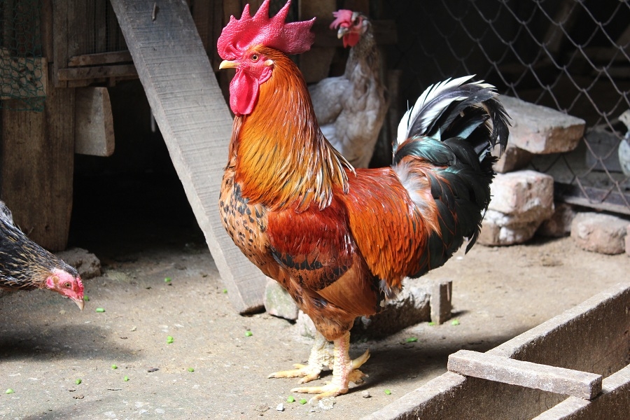 Gà Sáu Cựa Mẫu Sơn- Sản Vật Trong Truyện Cổ Giữa Đời Thực. ga sau cua mau son san vat trong truyen co giua doi thuc