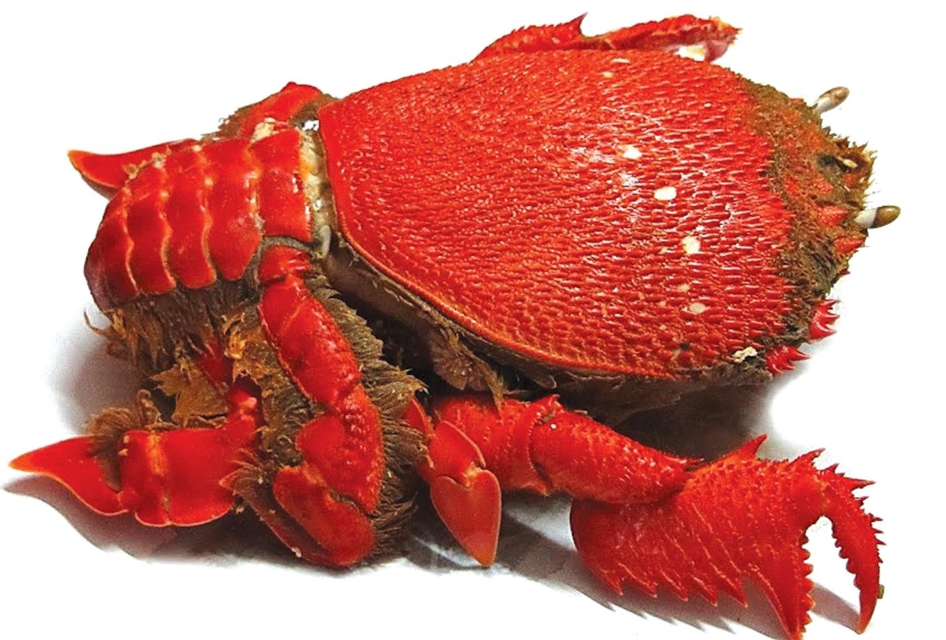 cua huynh de tam quan mon ngon de vuong