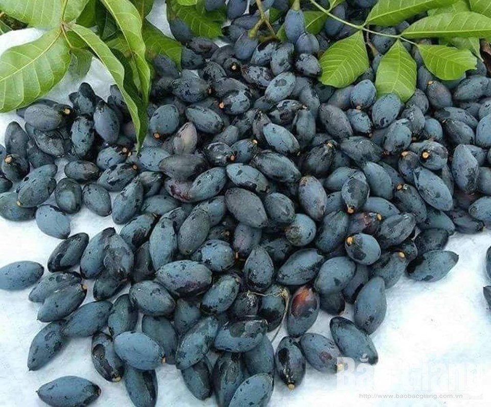 nham tram dac san cua mot vung que cach mang