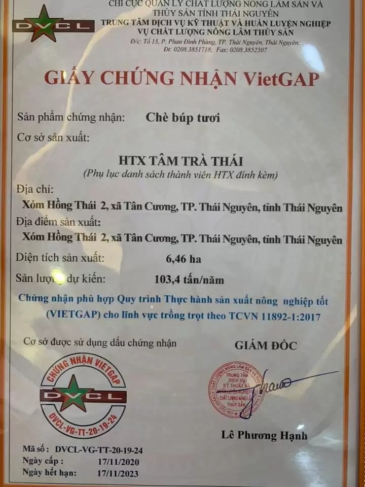 Trà ướp sen tươi - Thức uống tao nhã của người Thái Nguyên