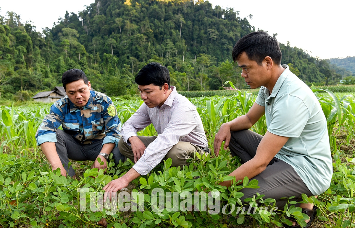 Giấc mơ Bản Bung