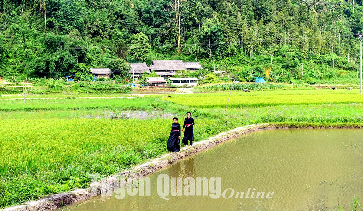 Giấc mơ Bản Bung
