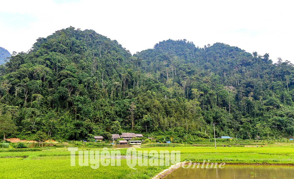 Giấc mơ Bản Bung