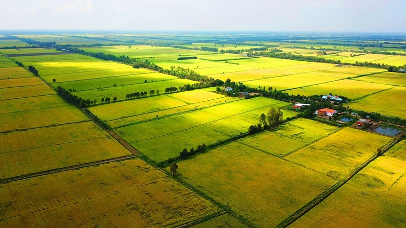 Long An và Đồng Tháp được phép thực hiện chuyển mục đích sử dụng đất trồng lúa