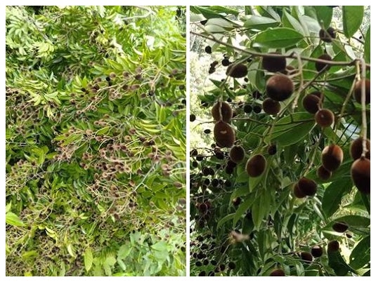 Thưởng thức trái xay nhung rừng Vĩnh Hy vừa lạ, vừa ngon