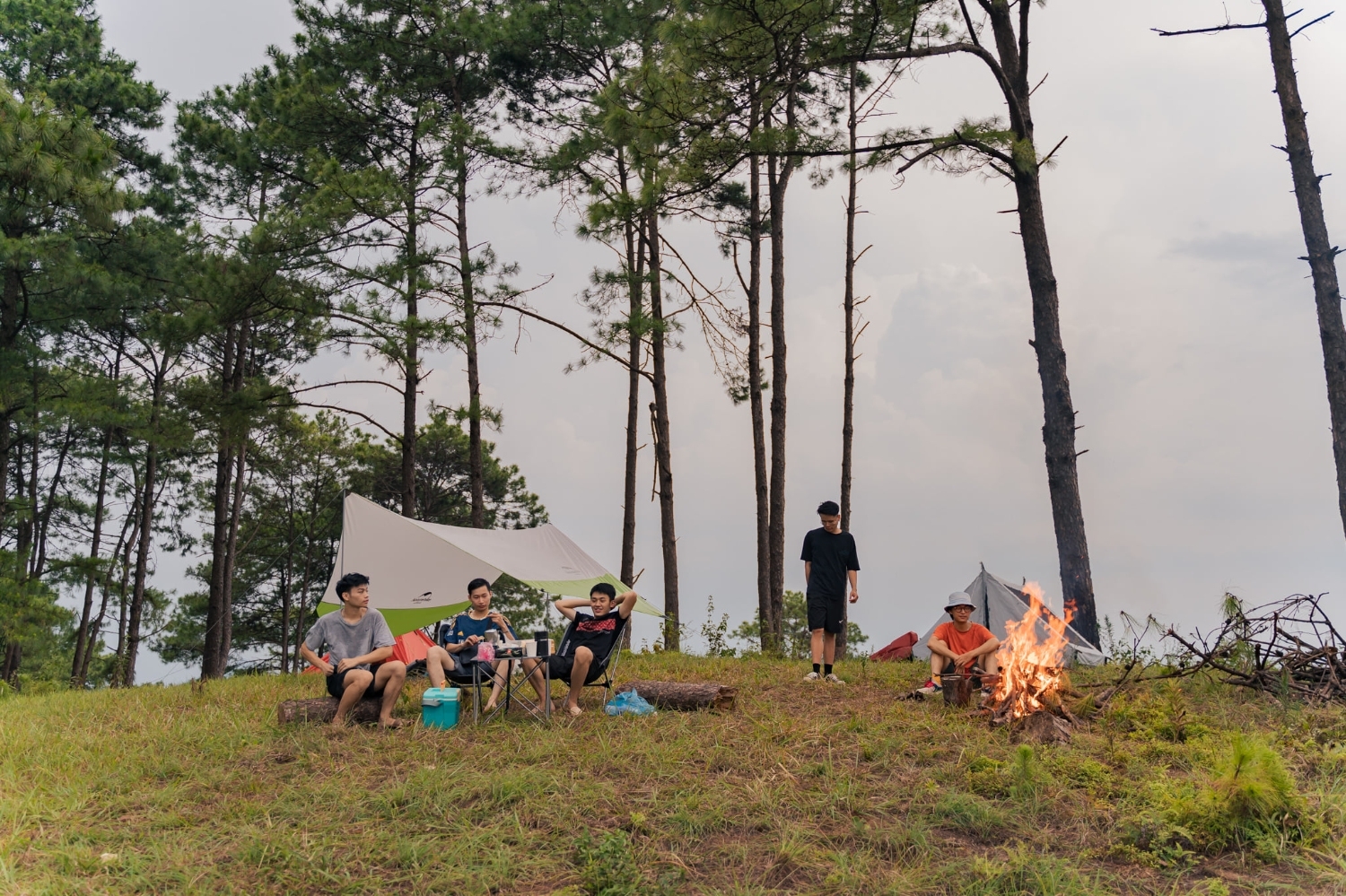Đồi thông Vinh Quý - Một thoáng mơ màng trong lòng Hạ Lang Đồi thông Vinh Quý - Một thoáng mơ màng trong lòng Hạ Lang