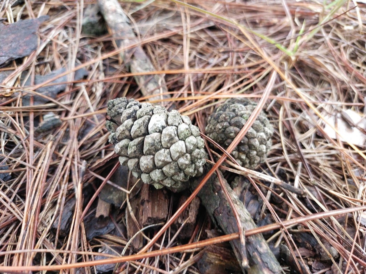 Đồi thông Vinh Quý - Một thoáng mơ màng trong lòng Hạ Lang Đồi thông Vinh Quý - Một thoáng mơ màng trong lòng Hạ Lang