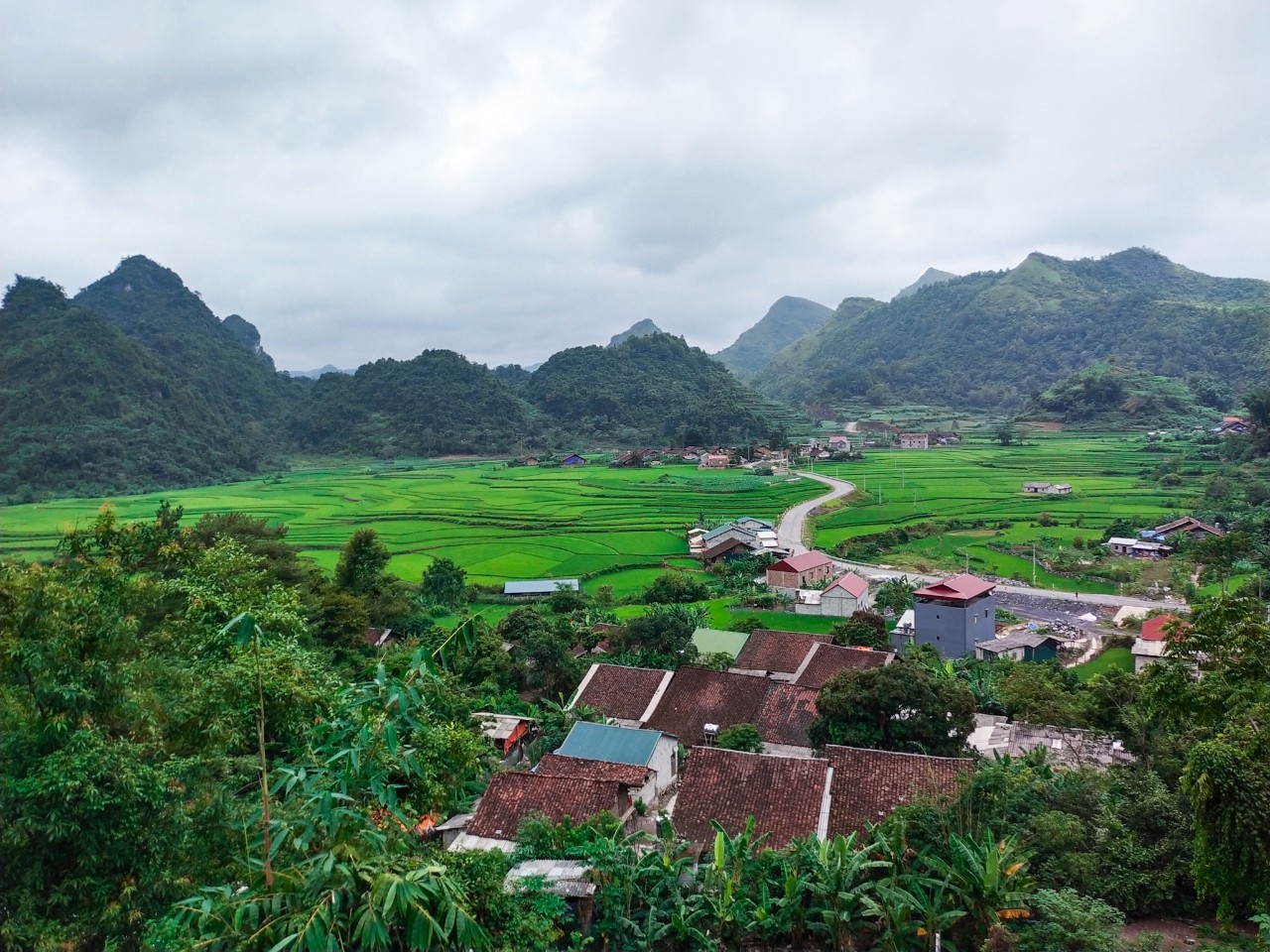 Đồi thông Vinh Quý - Một thoáng mơ màng trong lòng Hạ Lang Đồi thông Vinh Quý - Một thoáng mơ màng trong lòng Hạ Lang