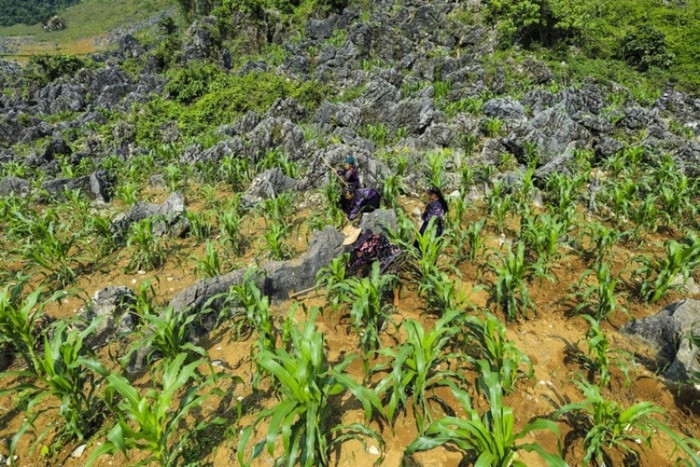 Cao nguyên đá Tủa Chùa và bí mật Di tích Thành Vàng Lồng Cao nguyên đá Tủa Chùa và bí mật Di tích Thành Vàng Lồng