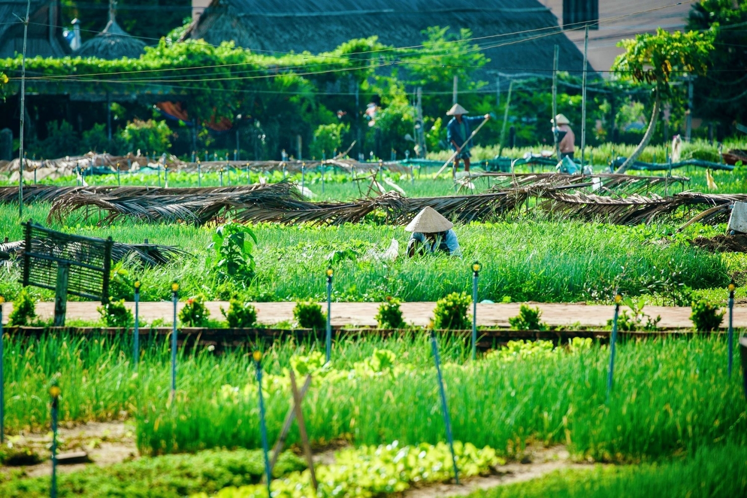 Bộ Y tế hướng dẫn dùng y học cổ truyền để phòng chống Covid-19 Bộ Y tế hướng dẫn dùng y học cổ truyền để phòng chống Covid-19