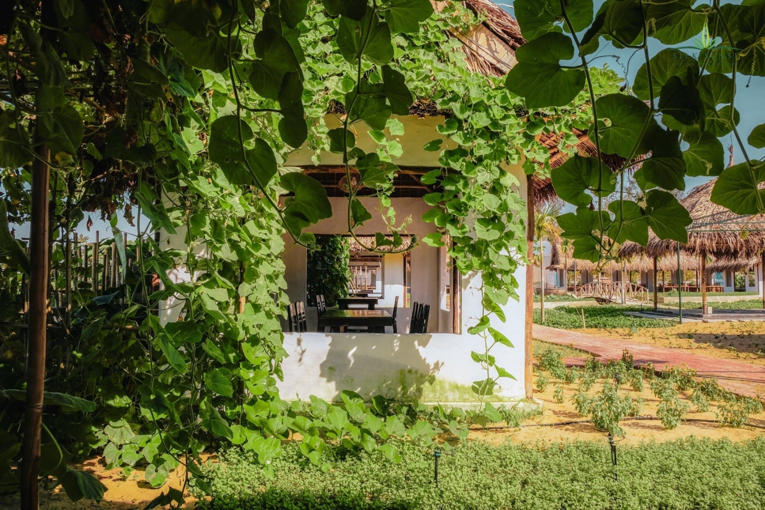 Bộ Y tế hướng dẫn dùng y học cổ truyền để phòng chống Covid-19 Bộ Y tế hướng dẫn dùng y học cổ truyền để phòng chống Covid-19