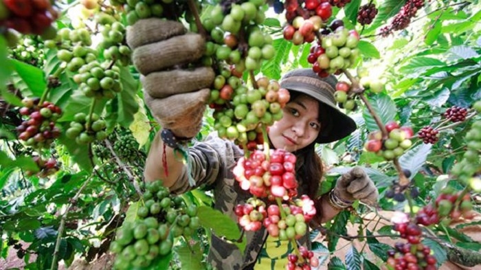 Giá cà phê hôm nay ngày 19/10: Kỳ vọng vượt mốc 1.300 USD/tấn Giá cà phê hôm nay ngày 19/10: Kỳ vọng vượt mốc 1.300 USD/tấn